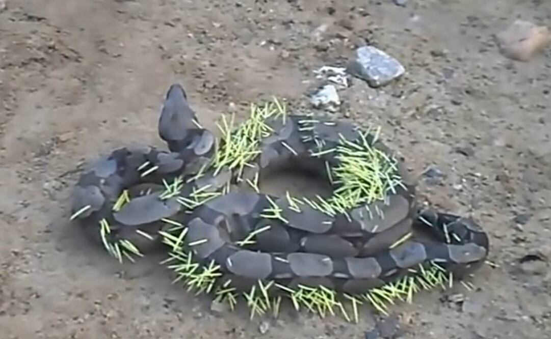 Video. Boa paga doloroso precio por atacar a un puerco espín