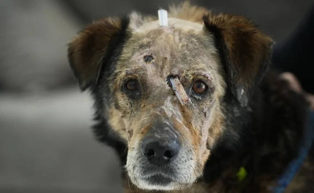 Un perro herido es atendido en el centro de la fundación ADA en Przemysl, sureste de Polonia.  Foto: AP 