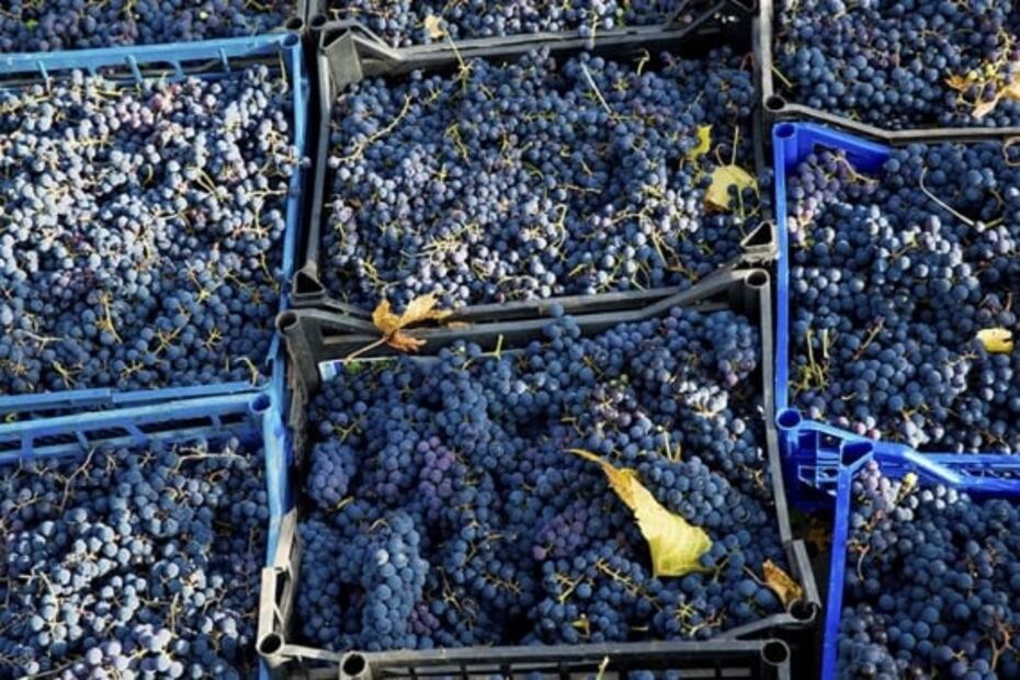 5 curiosidades que quizás no sabías sobre el Beaujolais Nouveau