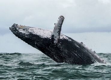 Una ballena se “traga” a un pescador frente a Massachusetts, EU; lo escupe vivo