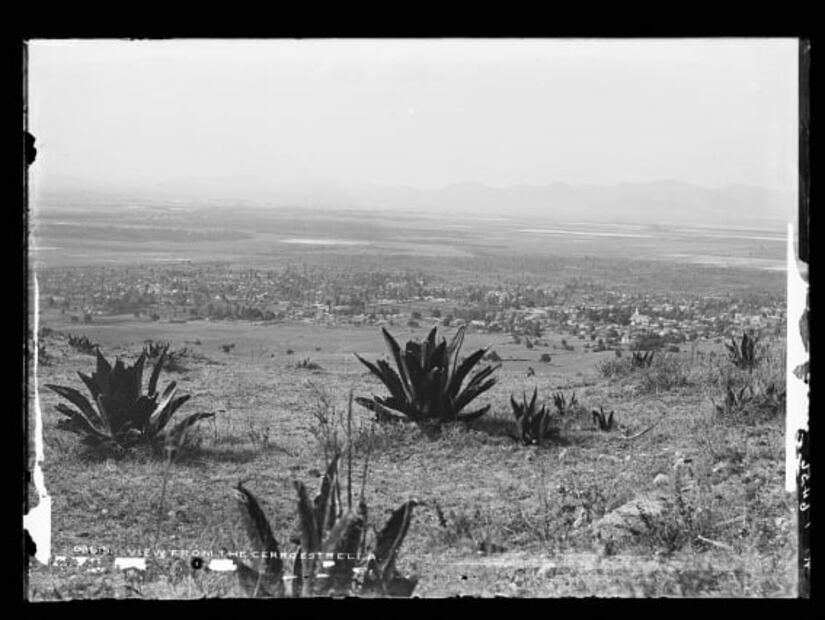 La planta de los paisajes mexicanos