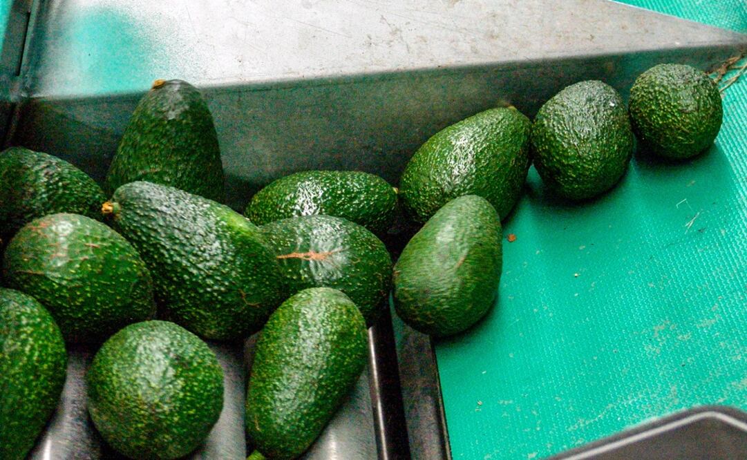 En enero de 2017, Estados Unidos adquirió aguacate mexicano con un valor de 180 millones 166 mil dólares. /Especial - Sagarpa