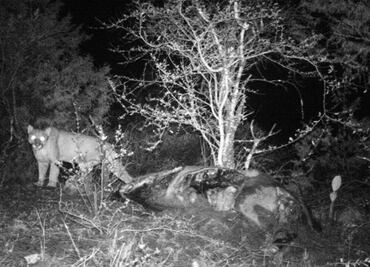 Confirman la presencia de pumas en Actopan, Hidalgo