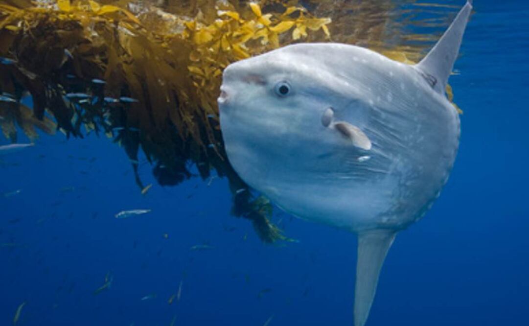 Peces emigrarán un 65% más rápido
