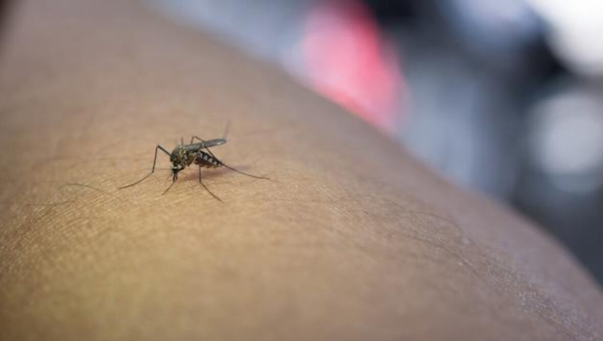 En el mismo periodo de 2024, se habían reportado 8 mil 680 casos confirmados de dengue, pero cero defunciones. Foto: Freepik