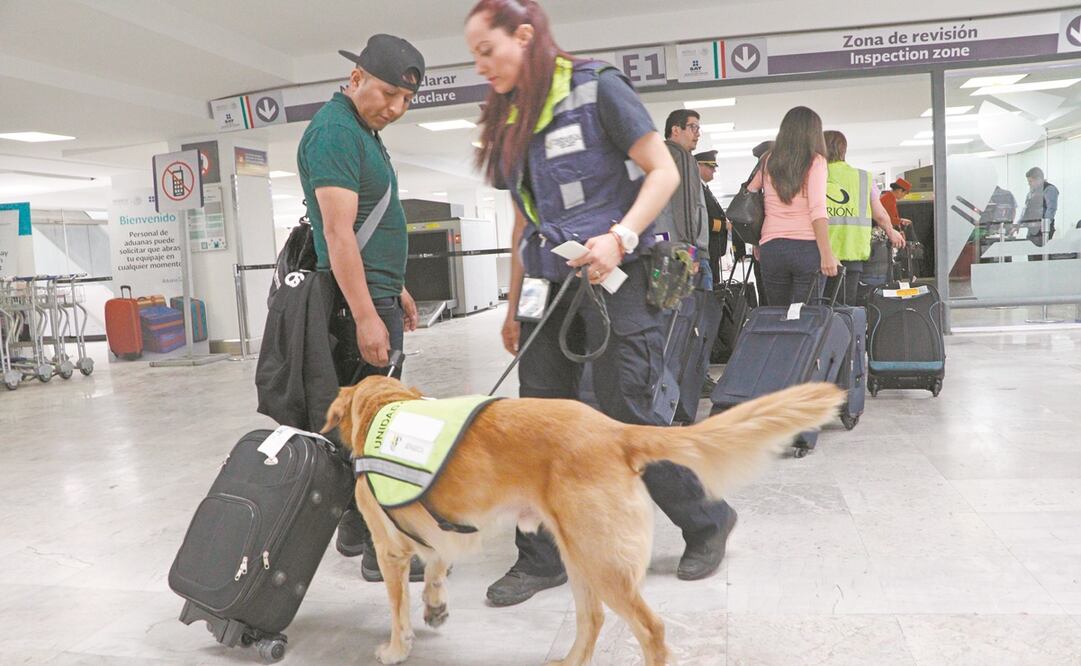En los aeropuertos de Tijuana y de Cancún se encontrarán tres y nueve unidades caninas, respectivamente. Foto: ESPECIAL
