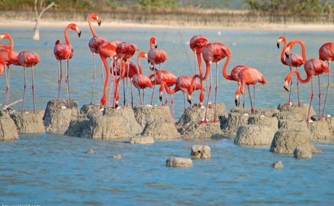 Habitantes de El Cuyo, Yucatán regulan acceso a zona de flamencos; exigen guía por temporada de anidación.
Foto: Especial.