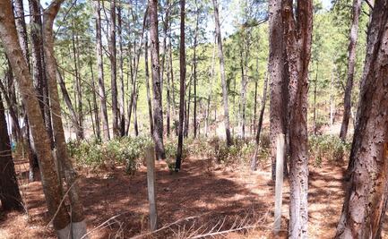 Controlan incendio forestal en sierra de Sinaloa