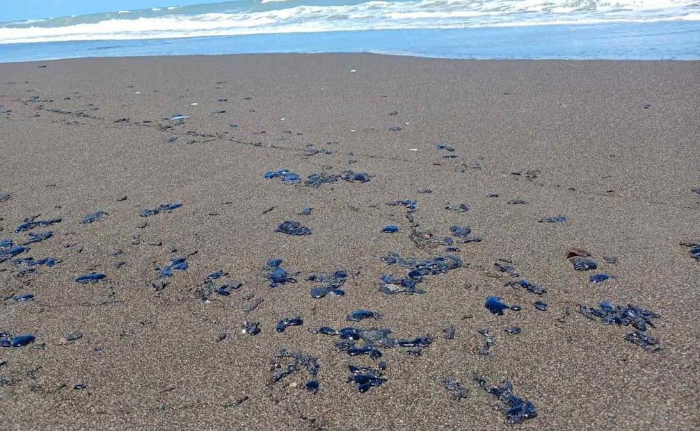 Alertan de manchas de hidrocarburo en zona tortuguera de Nautla, Veracruz.
Foto: Especial.