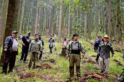Sedema plantará 909 mil 917 árboles durante este año
