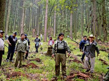Sedema plantará 909 mil 917 árboles durante este año