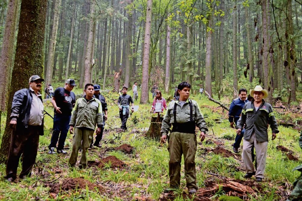 La Secretaría de Medio Ambiente capitalina asegura que la reforestación de llevará a cabo tanto en suelo urbano como de conservación (ARCHIVO EL UNIVERSAL)