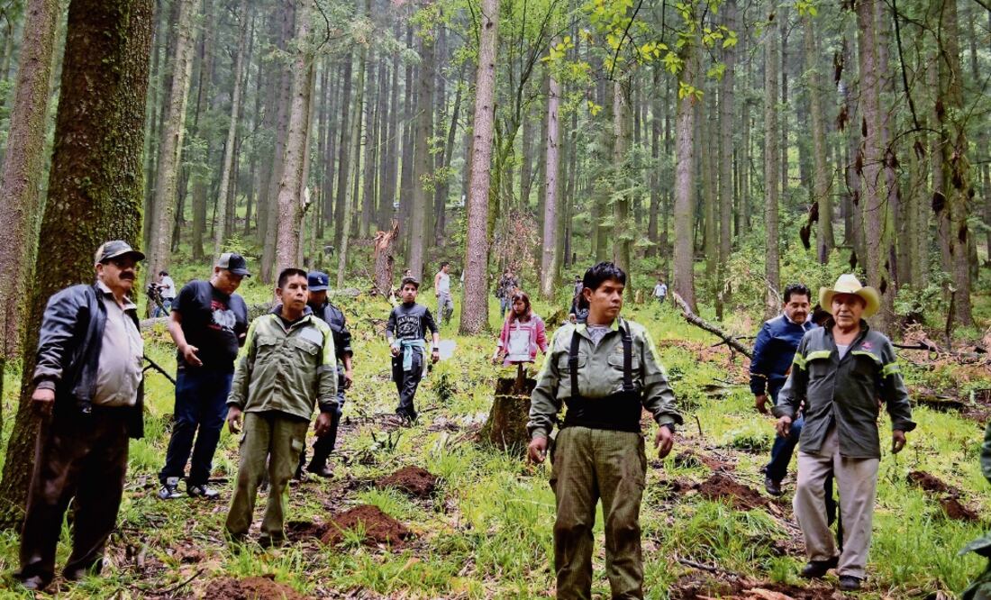La Secretaría de Medio Ambiente capitalina asegura que la reforestación de llevará a cabo tanto en suelo urbano como de conservación (ARCHIVO EL UNIVERSAL)