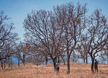 Violencia redujo a cenizas el Cerro del Metate