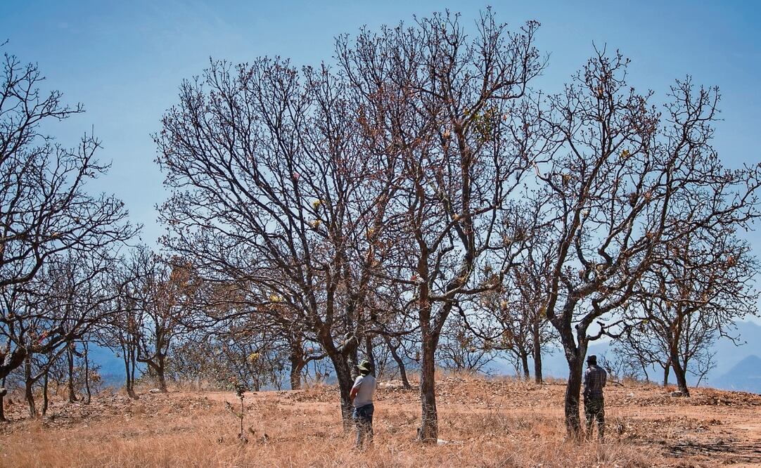 Cerro Metate era un pueblo próspero, con tierras fértiles para la siembra y los agaves, pero con la violencia de casi 14 años se convirtió en un lugar fantasma. Foto: Juana García / EL UNIVERSAL