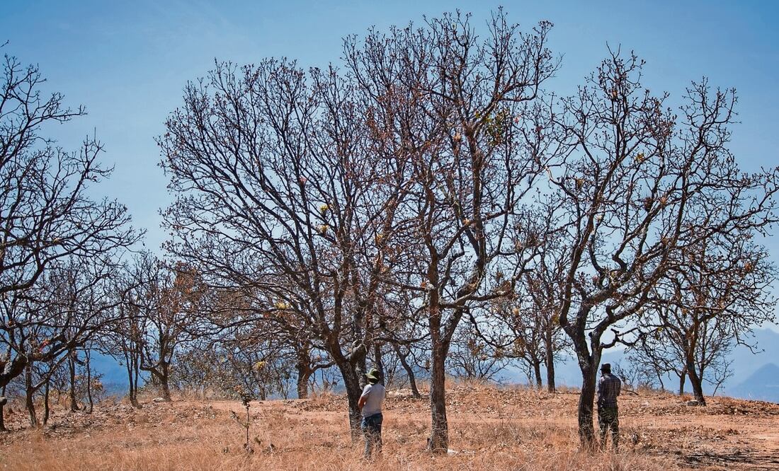 Cerro Metate era un pueblo próspero, con tierras fértiles para la siembra y los agaves, pero con la violencia de casi 14 años se convirtió en un lugar fantasma. Foto: Juana García / EL UNIVERSAL