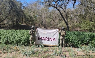Marina localiza 7 plantíos de marihuana en Sinaloa; también ubican bodega con cuatro mil 200 litros de precursores químicos
