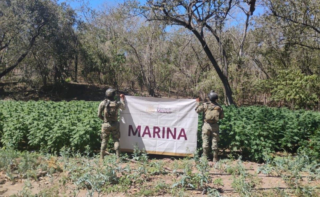 Marina localiza siete plantíos de marihuana y una bodega. Foto: especial