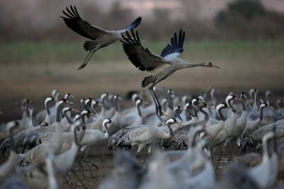 Conservación de altos vuelos