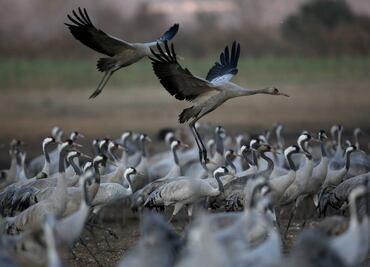 Conservación de altos vuelos