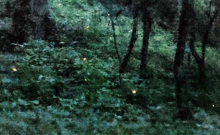 En el Bosque Esmeralda la luz nace de los insectos; conoce el santuario de las luciérnagas