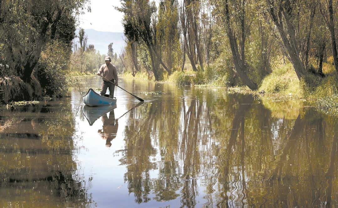 Uno de los capítulos centrales del libro se centra en la biodiversidad del sitio, el ajolote y las chinampas. Foto: Archivo El Universal 