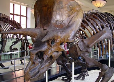 Investigadores estudian a "Big John", el esqueleto fósil de triceratops más grande jamás visto