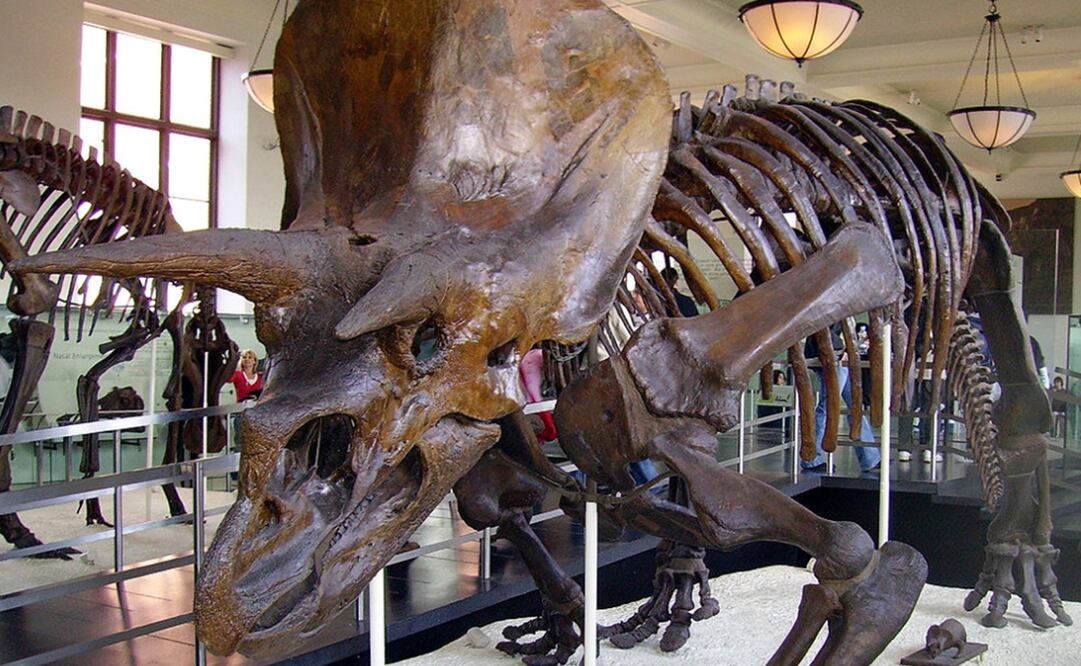 Imagen ilustrativa de un Triceratops horridus. Foto: Especial