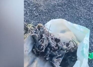 ¿Por qué Australia atraviesa la peor plaga de roedores en años?