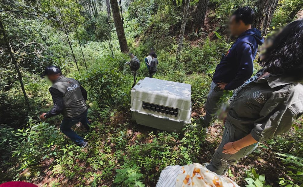 Liberan a una lechuza, una comadreja y un zorro gris en Michoacán (26/08/2026). Foto: Especial