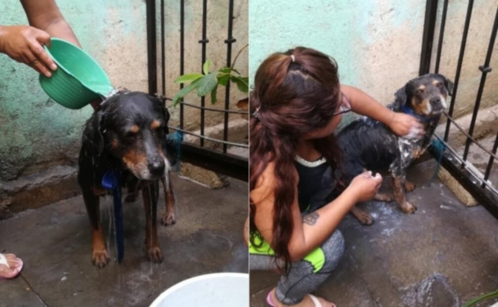 “Mazapán”, de perro callejero a carnavalero