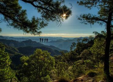 Motivo por el que la plantación de árboles, para contrarrestar la deforestación, puede ser más dañina que beneficiosa