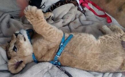 Profepa asegura a cachorro de león de Iztapalapa