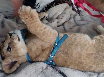 Profepa asegura a cachorro de león de Iztapalapa