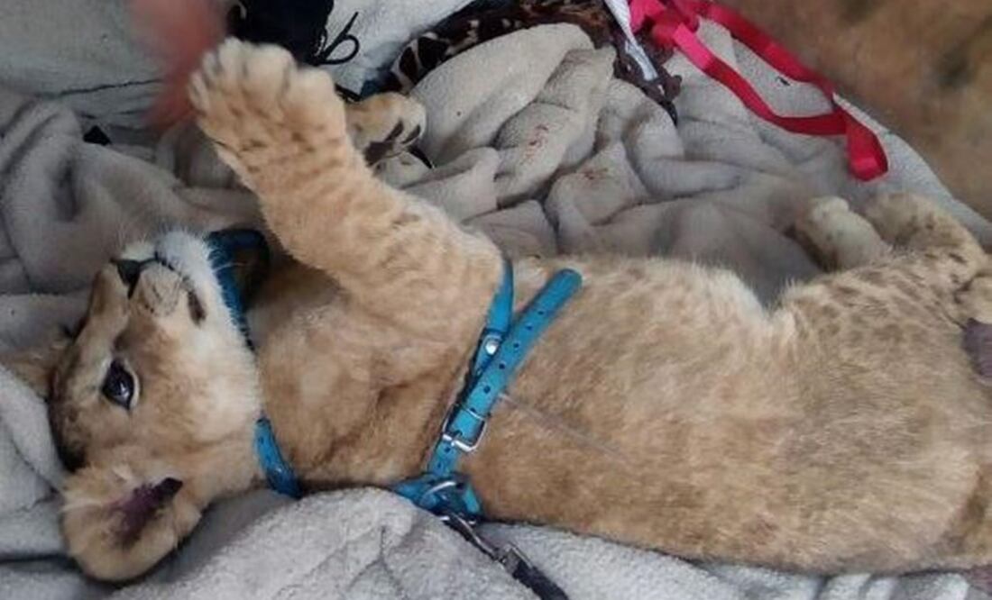 Profepa asegura a cachorro de león de Iztapalapa