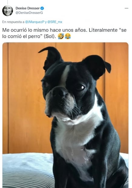 Perrita Simona se come pasaporte y usuarios de Twitter denuncian al Cártel de Solovino