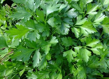 ¿Para qué sirve el agua de perejil?