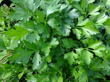 ¿Para qué sirve el agua de perejil?