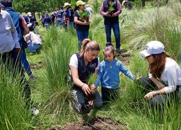 Buscan restaurar zonas afectadas por tala en Tlalpan