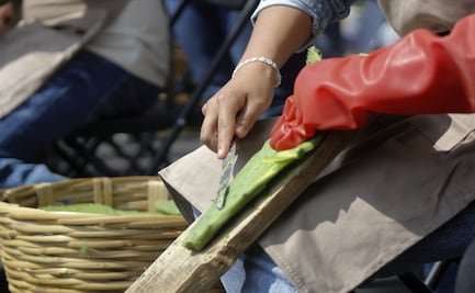 Del sur al corazón de la ciudad; la Feria del Nopal se despide en el Monumento a la Revolución
