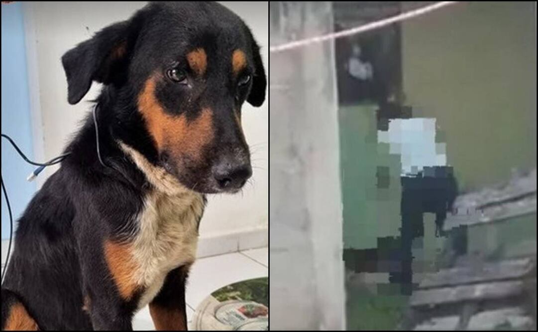 VIDEO: Hombre golpea a perro en Yucatán; vecinos lo denuncian por acoso y exhibicionismo. Foto: Especial.