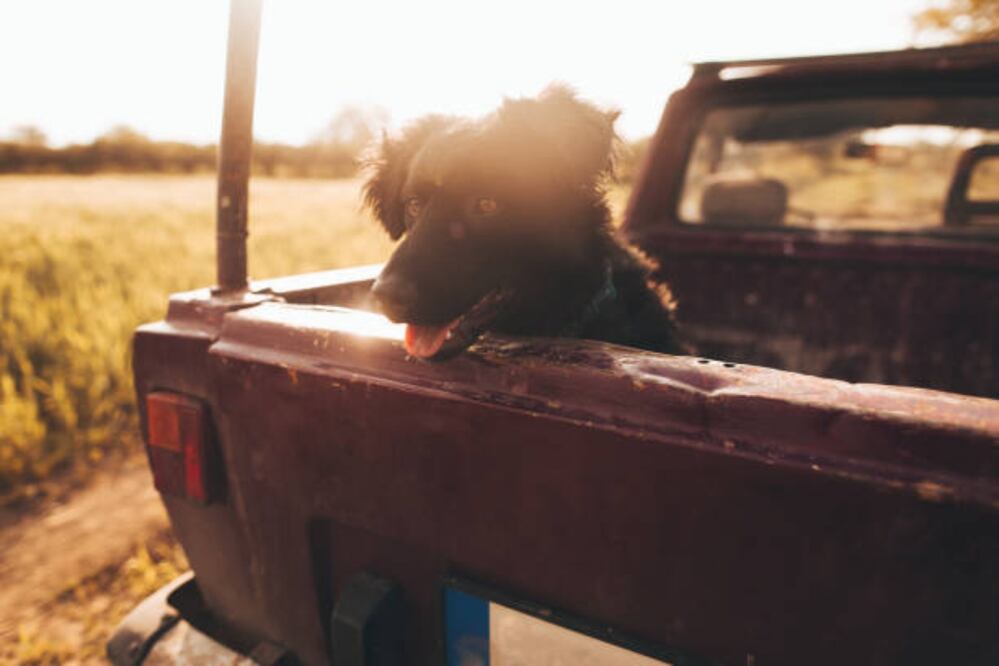 Proponen ley para hacer ilegal el transporte de perros sin protecciones
