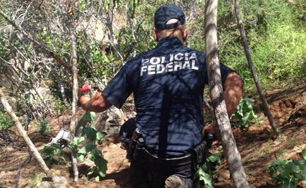 Destruyen 3 plantíos de amapola y 4 de marihuana en BC