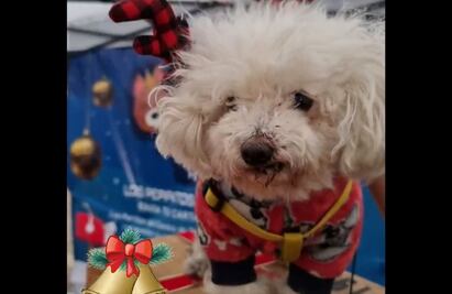 Bruno, el lomito que será ayudante de los Reyes Magos 