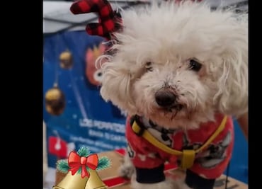 Bruno, el lomito que será ayudante de los Reyes Magos