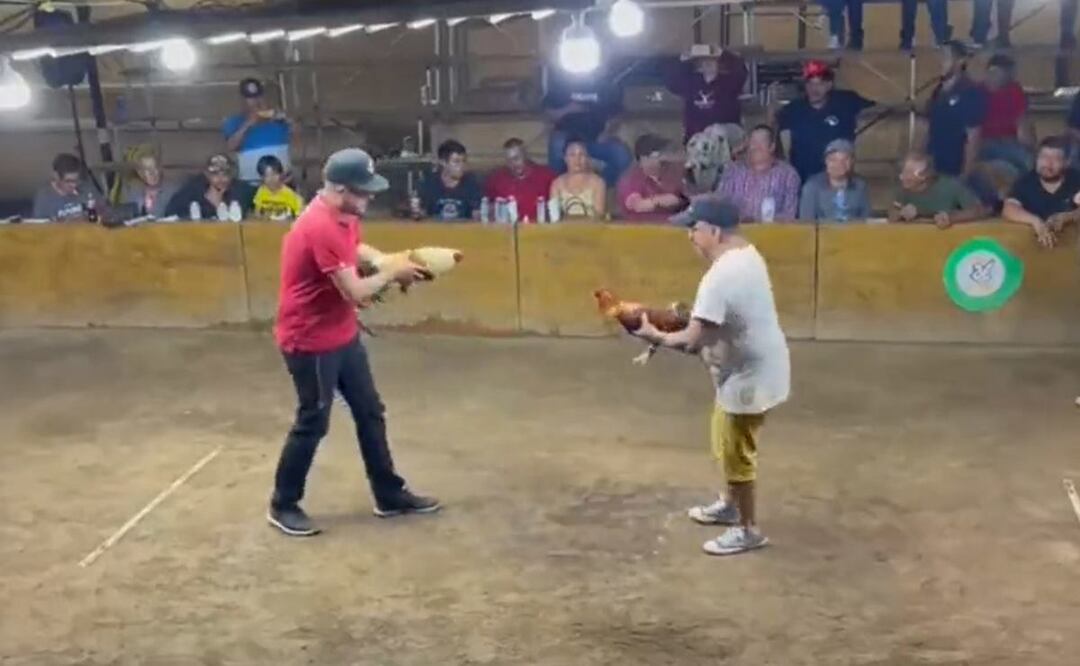 Una pelea de gallos terminó en tragedia cuando una de las aves se lanzó contra su dueño en pleno combate. / Foto: Captura de video