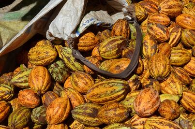 Orgánicos de la Chontalpa une a familias de productores de cacao