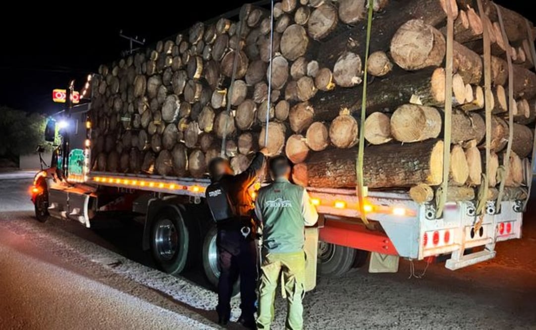 Tráfico de madera en Michoacán. Foto: Especial