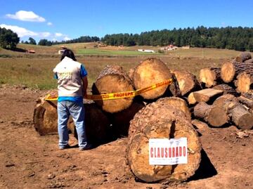Aseguran madera y maquinaria en dos aserraderos