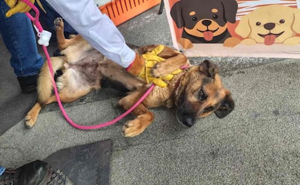 SSC y Metro realizan jornada de adopción de lomitos y michis en la Glorieta de Insurgentes; buscan hogar para animales rescatados